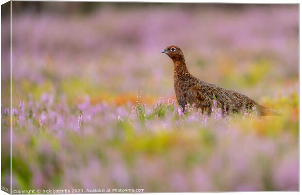 Grouse Amidst Blossoming Heather Canvas Print by nick coombs