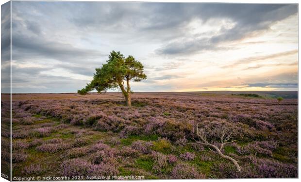 Lone Tree York Moors Canvas Print by nick coombs
