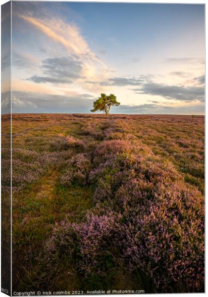 Solitary Tree in Moondusted Yorkshire Twilight Canvas Print by nick coombs