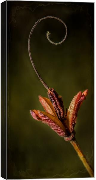 Azalea Seed Canvas Print by nick coombs