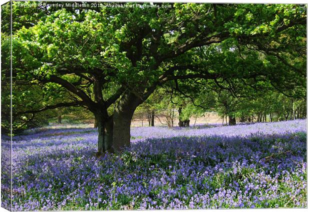 Bluebell Woods Canvas Print by Beverley Middleton