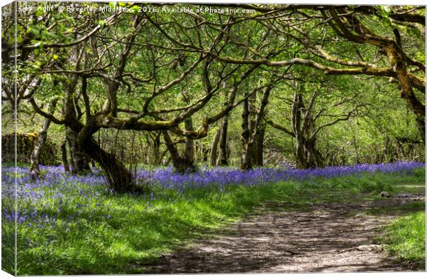 Bluebells, Oxenber Woods, Austwick  Canvas Print by Beverley Middleton