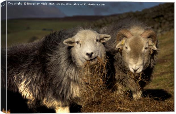 Herdwick Sheep Canvas Print by Beverley Middleton