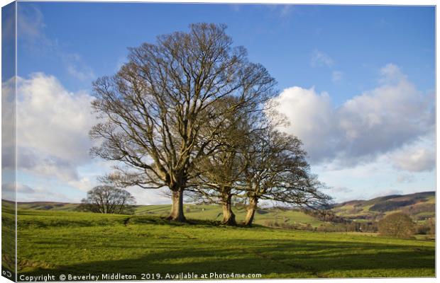 Trees in Nidderdale Canvas Print by Beverley Middleton