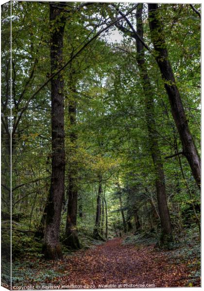Into the woods Canvas Print by Beverley Middleton