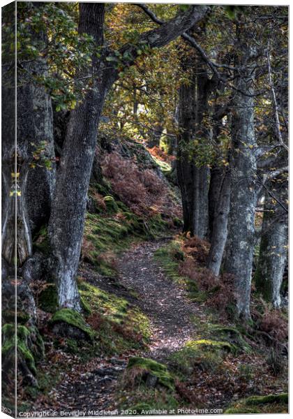 Autumn woodland path Canvas Print by Beverley Middleton