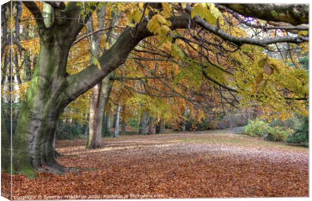 Autumn woodland The Hollies Canvas Print by Beverley Middleton