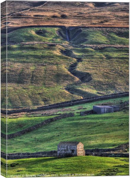 Swaledale barns in late afternoon light Canvas Print by Beverley Middleton