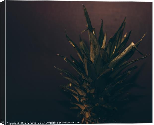 Pineapple top Canvas Print by john mayo