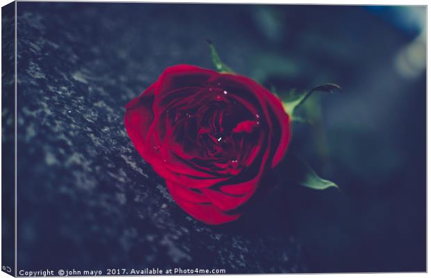 A single red rose Canvas Print by john mayo