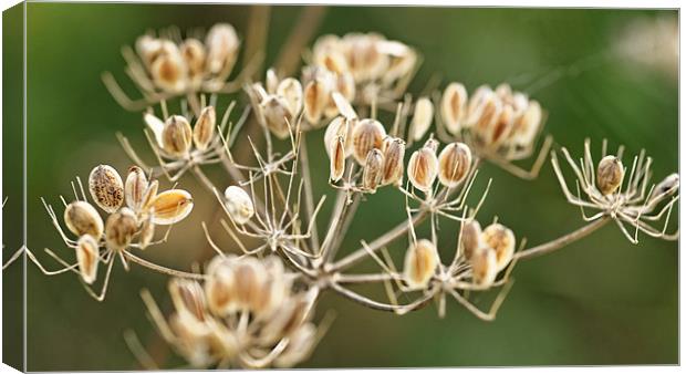 Autumn seeds Canvas Print by Paul May