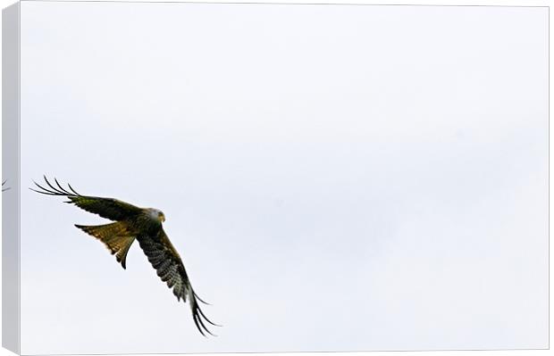 Red Kite on the wing Canvas Print by Paul May