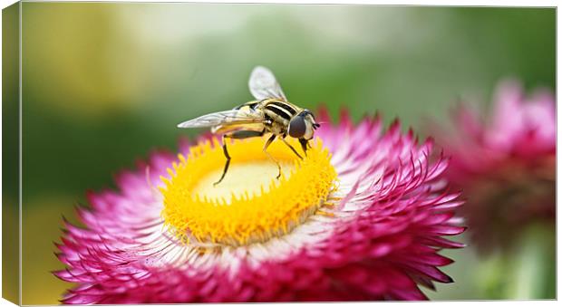 Sun Fly - Heliophilus Pendulas Canvas Print by Paul May