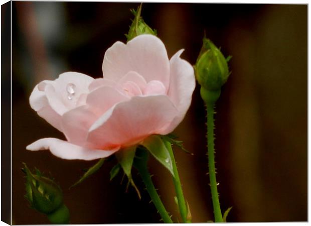 Rose With a Dew Droplet Canvas Print by Sajitha Nair