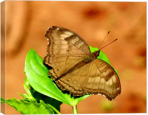 Butterfly Resting On A Leaf Canvas Print by Sajitha Nair
