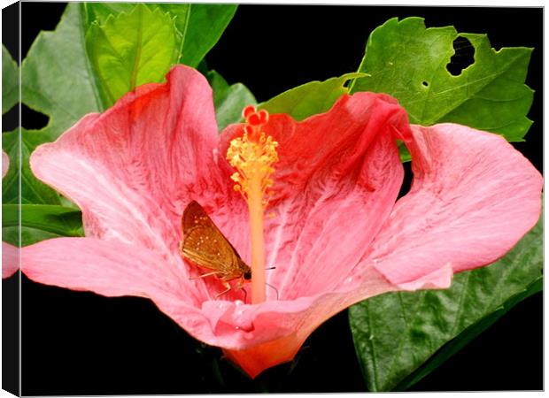 Butterfly Sitting On Pink Hibiscus Canvas Print by Sajitha Nair