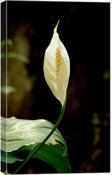 A Beautiful White Anthurium Canvas Print by Sajitha Nair