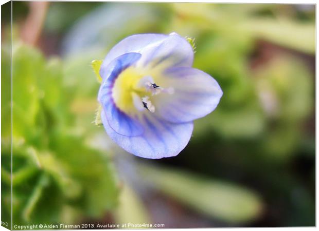 Corn Speedwell Up Close and Personal Canvas Print by Arden Fierman