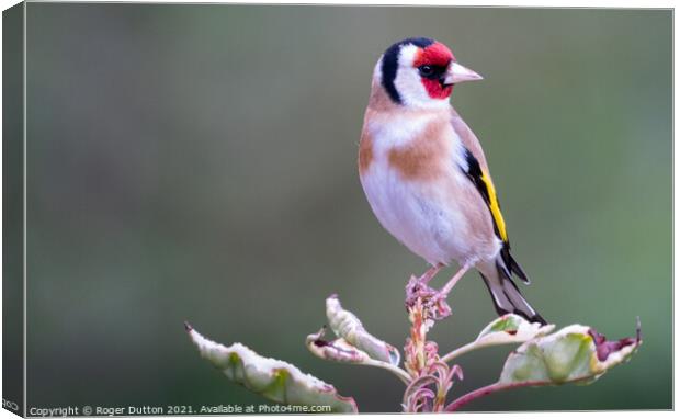 Goldfinch a Vibrant Beauty Canvas Print by Roger Dutton