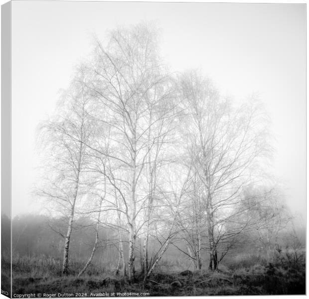 Silver Birch in Winter Dress engulfed in Mist Canvas Print by Roger Dutton