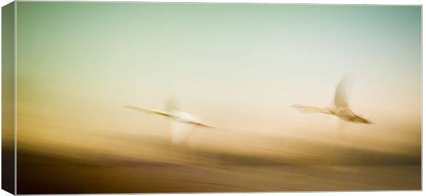 Poetry in motion: Swans taking flight Canvas Print by Roger Dutton