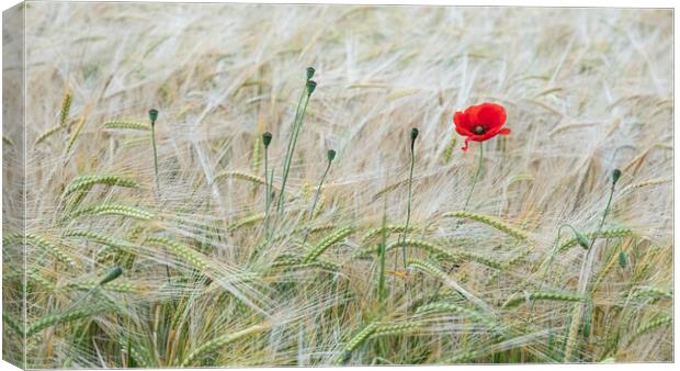 The Last Stand of the Poppy Canvas Print by Roger Dutton