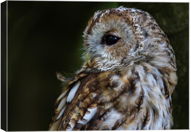 The All-Seeing Tawny Owl Canvas Print by Roger Dutton