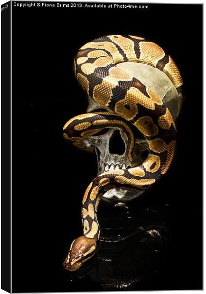 Snake Skull Canvas Print by Fiona Brims