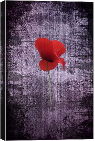 Single Poppy Canvas Print by Ian Jeffrey