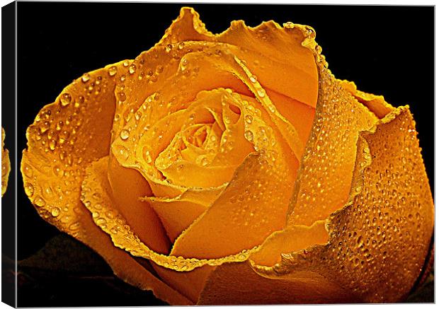 Wet Rose Canvas Print by Dave Watson