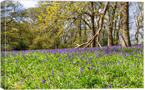Bluebell Wood Canvas Print by keith sayer