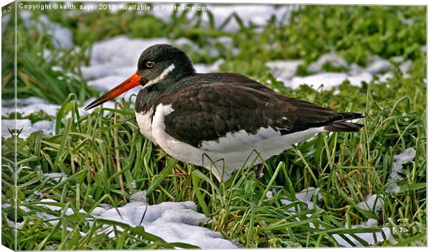 Oystercatcher Canvas Print by keith sayer