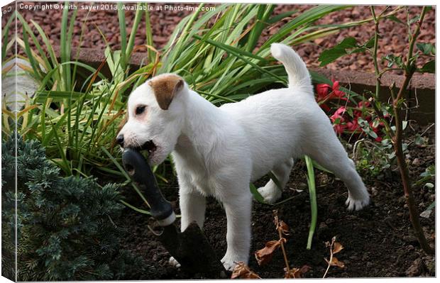 Jack Russell Pup Gardening Canvas Print by keith sayer