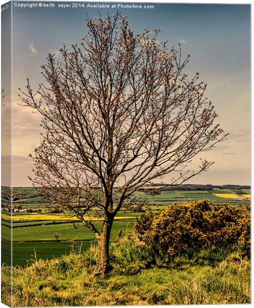 Tree With A View Pinchinthorpe Canvas Print by keith sayer