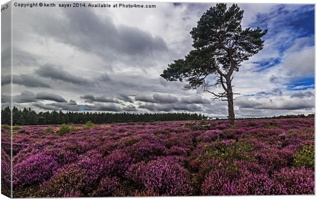  Yorkshire Heather Canvas Print by keith sayer