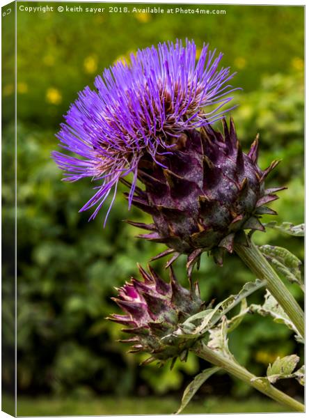 Common Thistle Canvas Print by keith sayer