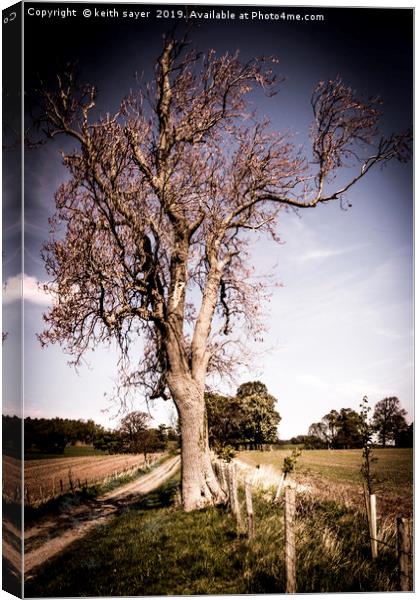 Tree showing its age Canvas Print by keith sayer