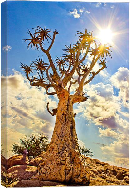 Quiver Tree Canvas Print by Elizma Fourie