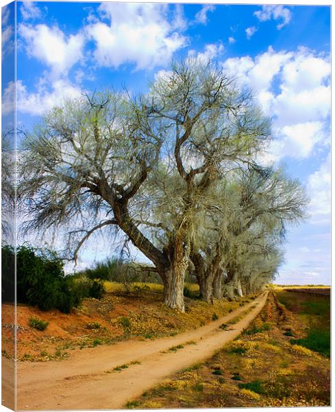 Trees along a dirt Road Canvas Print by Elizma Fourie