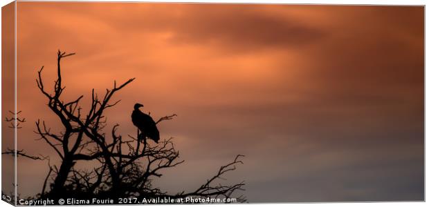 Vulture at sunset Canvas Print by Elizma Fourie