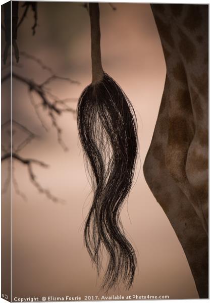 The tail Canvas Print by Elizma Fourie