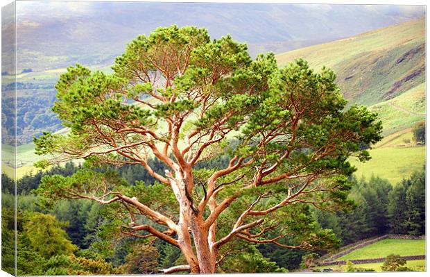 Mountain Pine Tree in Wicklow. Ireland Canvas Print by Jenny Rainbow