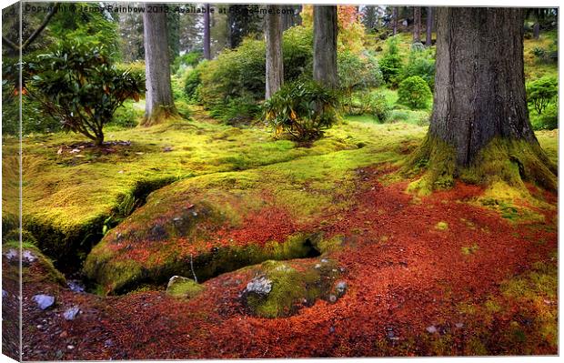 Colorful Carpet of Moss in Benmore Botanical Garde Canvas Print by Jenny Rainbow