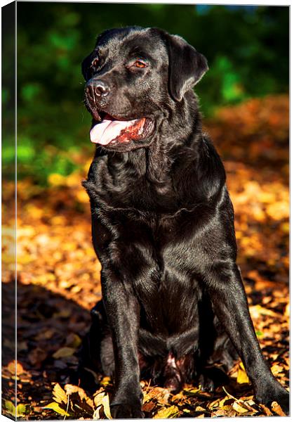 Black Labrador Retriever in Autumn Canvas Print by Jenny Rainbow