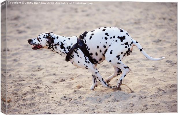  Speedy Girl. Kokkie. Dalmatian Dog Canvas Print by Jenny Rainbow
