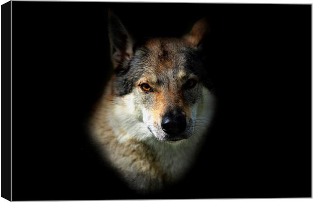  Wolfy. Amber Eyes   Canvas Print by Jenny Rainbow
