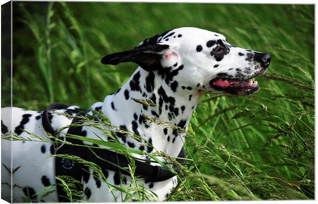  Enjoying the Wind. Kokkie. Dalmatian Dog  Canvas Print by Jenny Rainbow