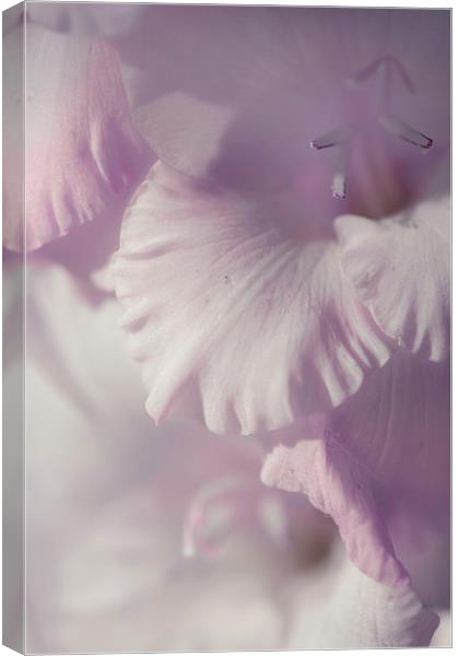  Pastel Gladiolus  Canvas Print by Jenny Rainbow