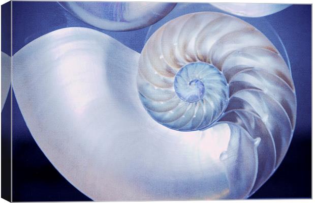 Seashell. Blue Version  Canvas Print by Jenny Rainbow
