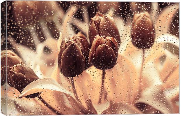  Rainy Tulips. Playing with Colors Canvas Print by Jenny Rainbow